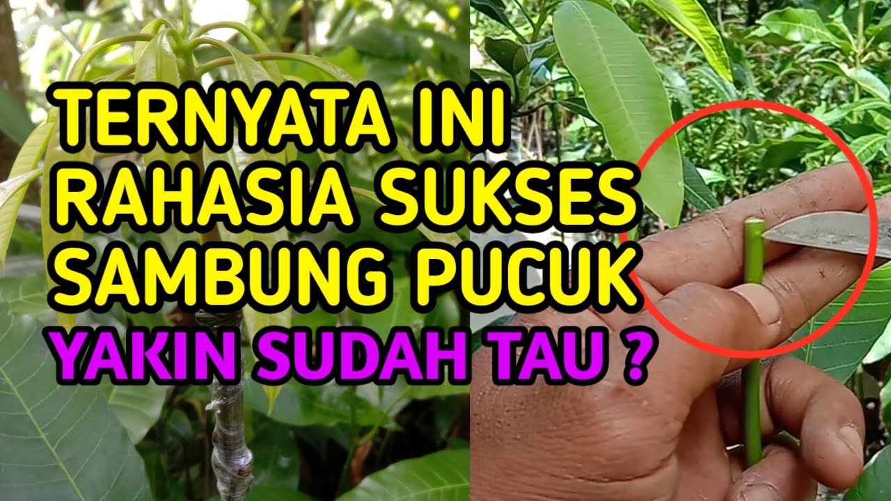 SPESIAL !! BUAT YANG SERING GAGAL SAMBUNG PUCUK MANGGA, KAMI KUPAS TUNTAS RAHASIANYA