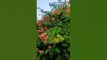 #اللَّهُمَّ_صَلِّی_عَلَی_مُحَمَّدٍ_وَّعَلَی_آلِ_مُحَمَّد #سورة_الكهف #جمعة_مباركة  #ماهر_المعيقلي