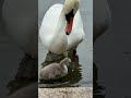 "A mute swan and cygnet nibble algae in shallow water during a rainy morning 🦢🐣🌧️"