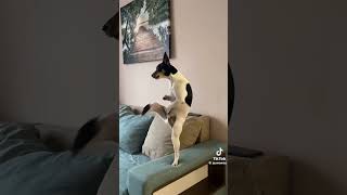 Viral dog dancing #viral #fyp #video #viralvideo #dothingsyoudontwanttodo