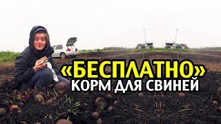 ХАЛЯВА. Корм для свиней. Кормление вьетнамских свиней ХАЛЯВА. Корм для свиней. Кормление вьетнамских свиней