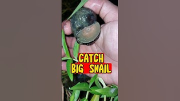 Về Miền Tây Soi Đêm Bắt Ốc Cực To | Catch Big Snail In The Garden #snail #ốc #shorts