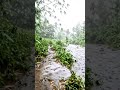 Immersive Rain ASMR: A Peaceful POV Walk by the River 🌧️