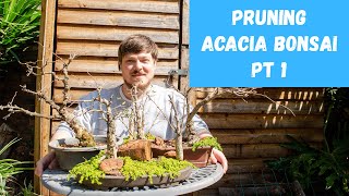 Pruning Acacia Bonsai Trees Pt 1  Monkey Thorns