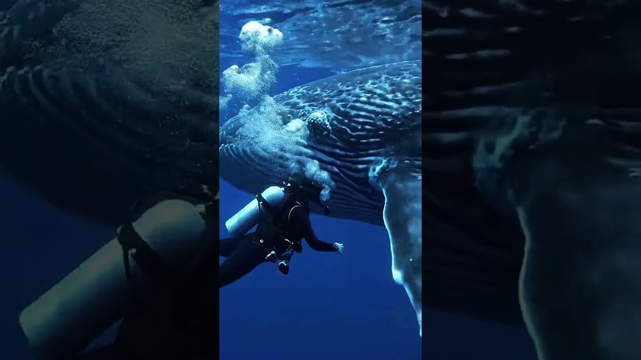 Whale Song Echoes Deep Beneath 🌊