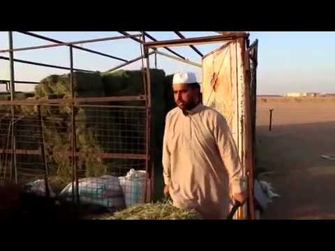 اغنية يا كمار انت حمار