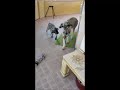 Anoo y Balyn de Can Petit Irish Wolfhound