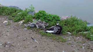 Kayıp Yolcu - Covered By Furkan