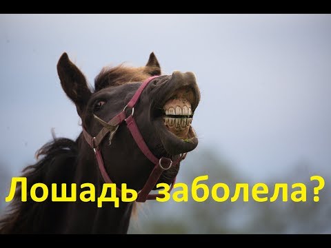 Видео: Лошадь Чарли: причины, риски и методы лечения