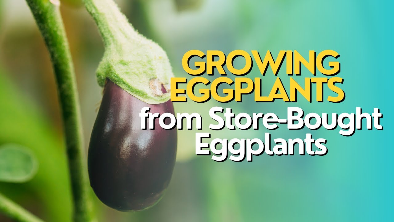 Growing Eggplants from StoreBought Eggplants YouTube