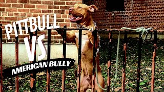 Pit Bull Terrier Vs American Bully Whats The Difference???