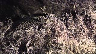 Leopards mating at night