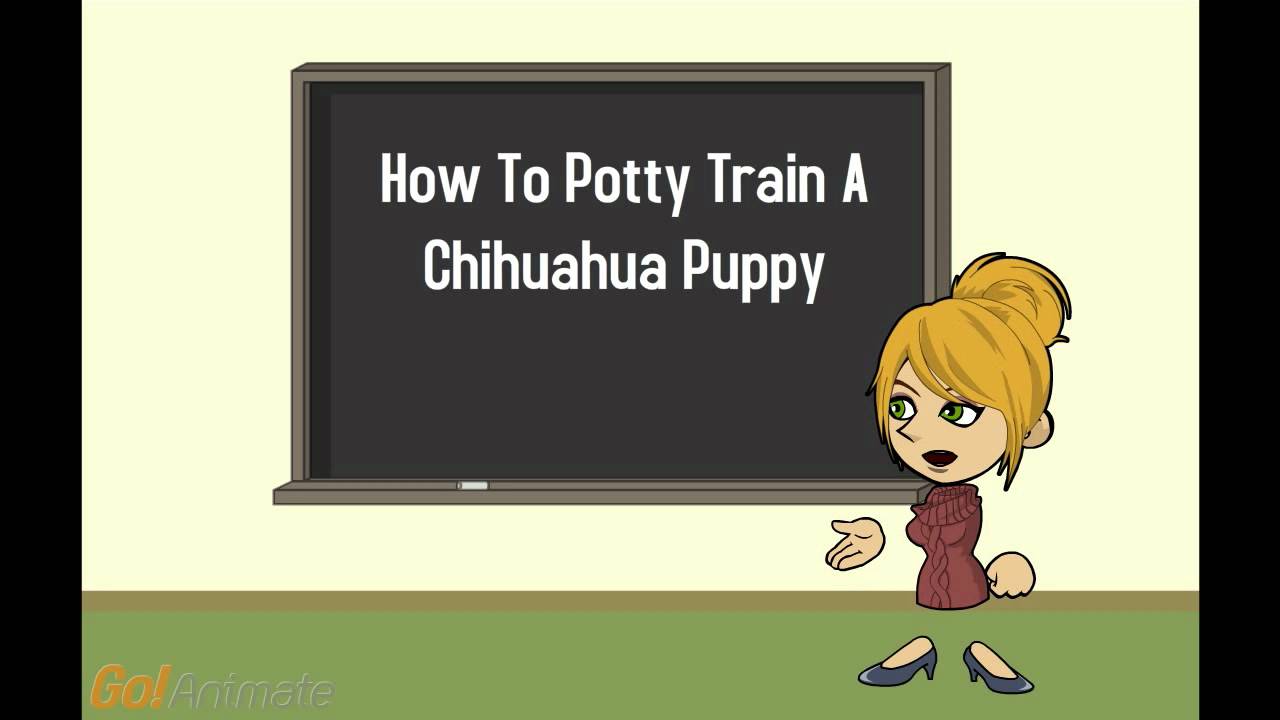 Chihuahua Potty Training Part 1 - YouTube