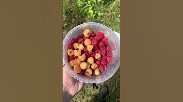 Жёлтая малина в лесу