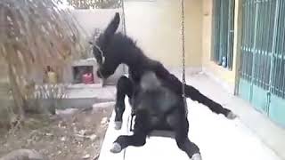 Funny Donkey Video Maiyan Jhootay