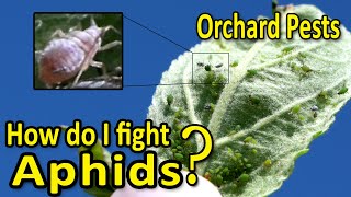 Orchard Pests | Aphids – How to fight them and control their numbers Wealth
