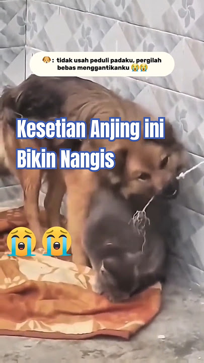 kesetiaan  yang bikin nangis 😭 #trending #ytshorts #viralshort #anabul #inspirasi #inspiration