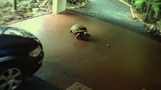 80-year-old tortoise goes missing from Hollywood property