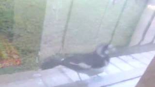 Bird Attacks Window.............. Crazy Wealth