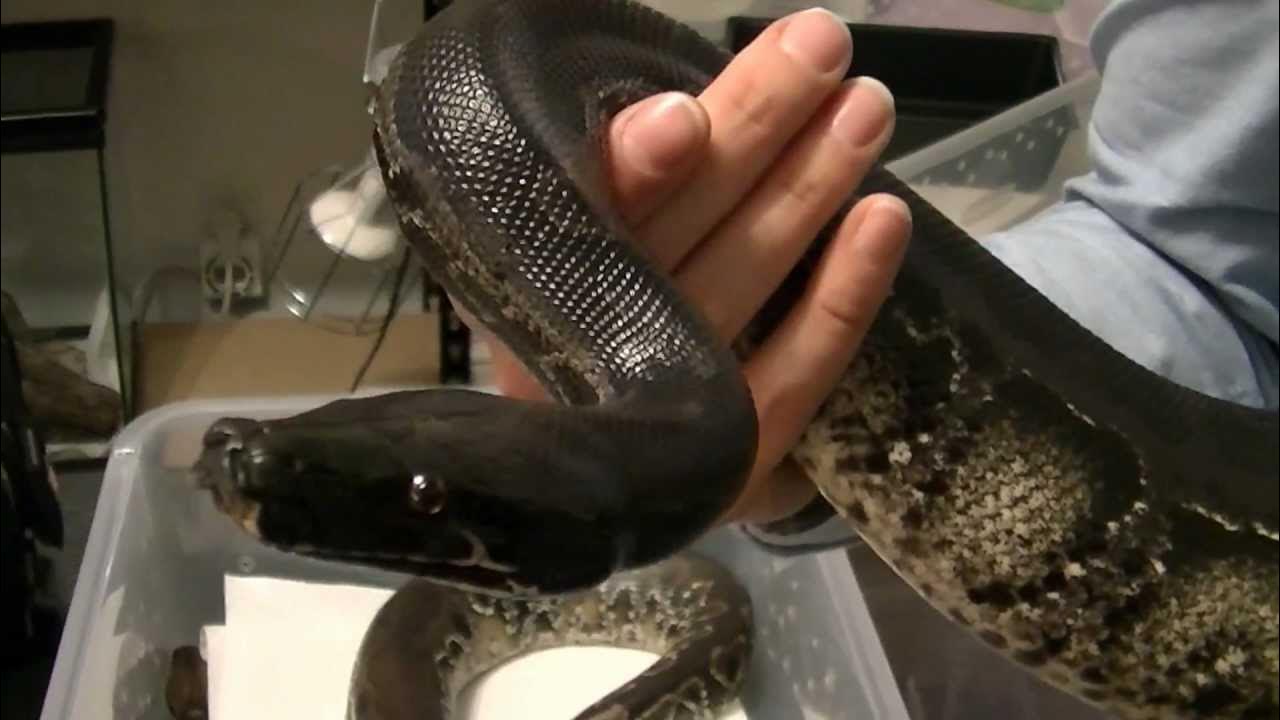 Visit to Anna's Serpents Part 4: Sumatran STPs (Black Blood Pythons ...