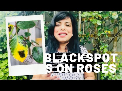 Video: Black Spot On Roses: le migliori soluzioni per Black Spot On Roses