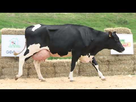 LOTE 34 • 2º LEILÃO RANCHO ALVORADA • HOLANDÊS REGISTRADO E GENOTIPADO • 1645