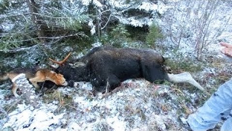 ДОБЫЛИ МЯСО НА ГОД.2Ч.ОХОТА НА ЛОСЯ.ВОЛКИ РЯДОМ.ДОЛГОЖДАННЫЙ ТРОФЕЙ.ВЫВОЗИМ МЯСО.18+