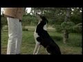 Foxbell Smooth Collies at Home の動画、YouTube動画。
