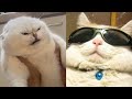 BEST FUNNY MEMES WITH CATS COMPILATION 8