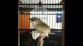 cigun gacor dorrr durasi 4menit tanpa putus cocok d pake masteran||sekedar hobi