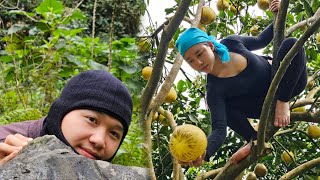 17 year old young girl harvests grapefruit and takes it to the market to sell, Daily Life