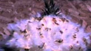 Slow Motion Explosion #6 Pineapple, Peking Duck, puppy
