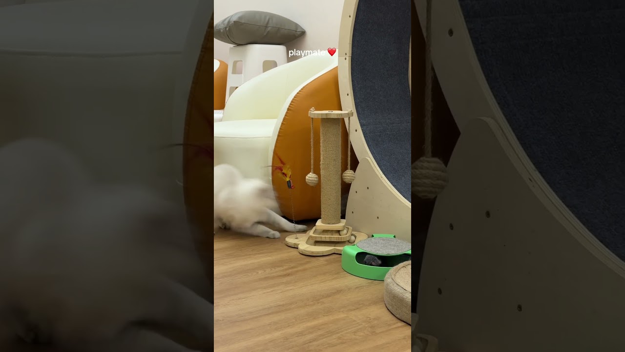 Golden Toto & Ureka Playmates ❤️🐾 | Tiny Paw