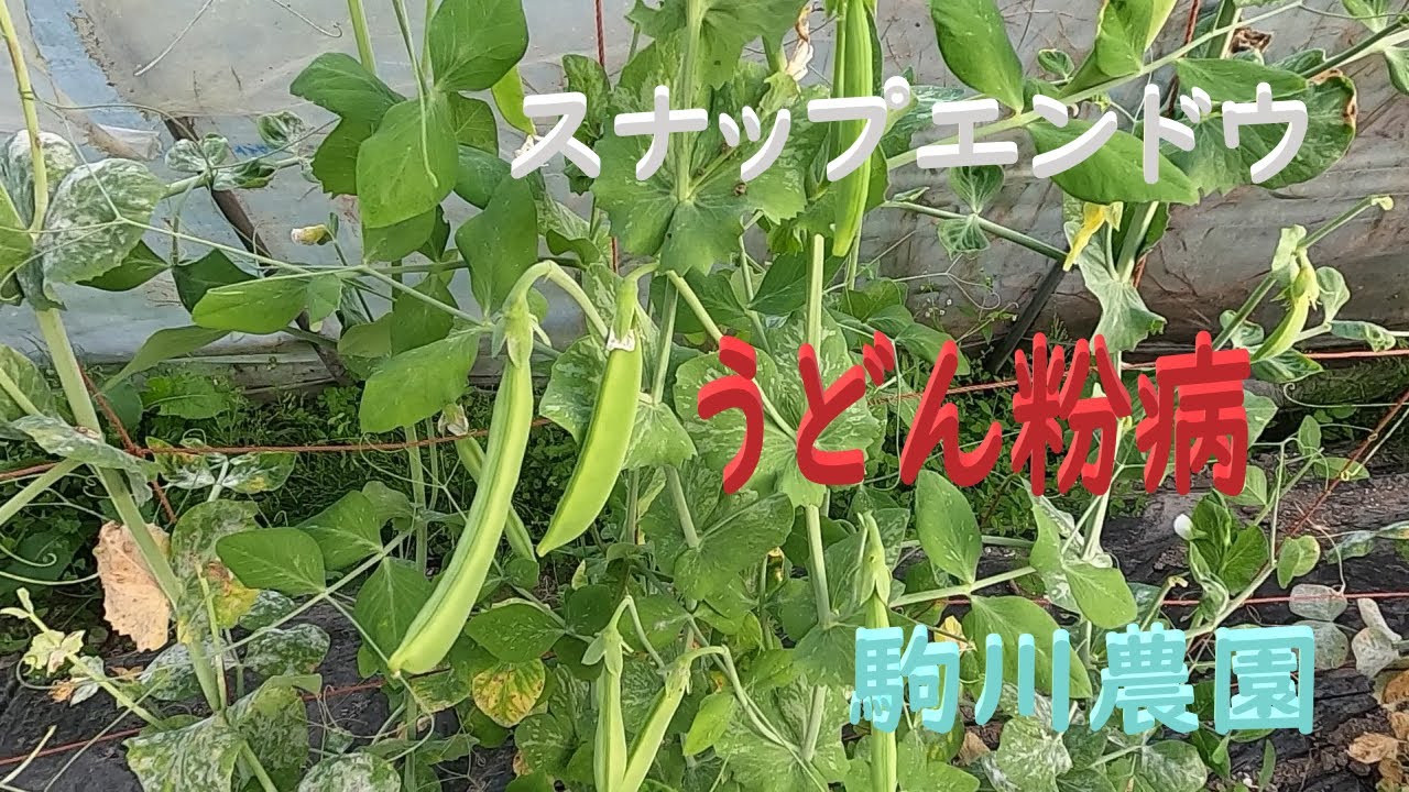 スナップエンドウ うどん粉病 ケイカル上澄み液 目指せ100品目 邑南町 駒川農園 21 10 21 Youtube