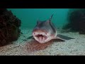 The Best Scuba Diving in Sydney