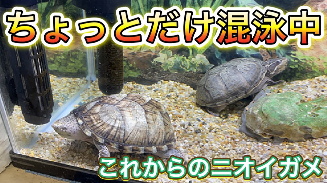 カブトニオイガメ 飼育111 ちょっとだけ混泳中です これからのニオイガメ Youtube カブトニオイガメ 飼育111 ちょっとだけ混泳中です これからのニオイガメ Youtube