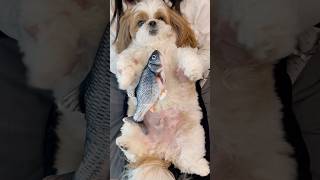 踊ってみたぽこちゃん#dog #癒し シーズーのぽこちゃんねる