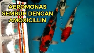 Amoxicillin Bisa Menyembuhkan Koi dari Bakteri Aeromonas