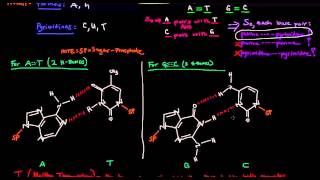 Dna Structure - Base Pair Hydrogen Bonding And Melting Temperature
