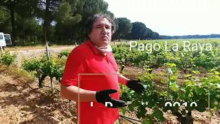 Abadía Retuerta Le Domaine por Ángel Anocibar