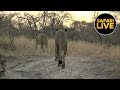 safariLIVE - Sunrise Safari - August 17, 2019