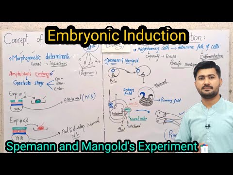 Embryonic Induction |