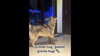 Gimme Hug Gimme Gimme Hug