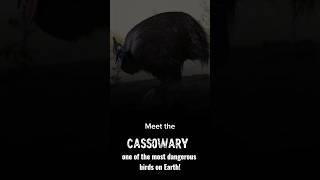 CASSOWARY A dinosaur bird with built-in armor. Dangerous bird on earth #youtubeshorts