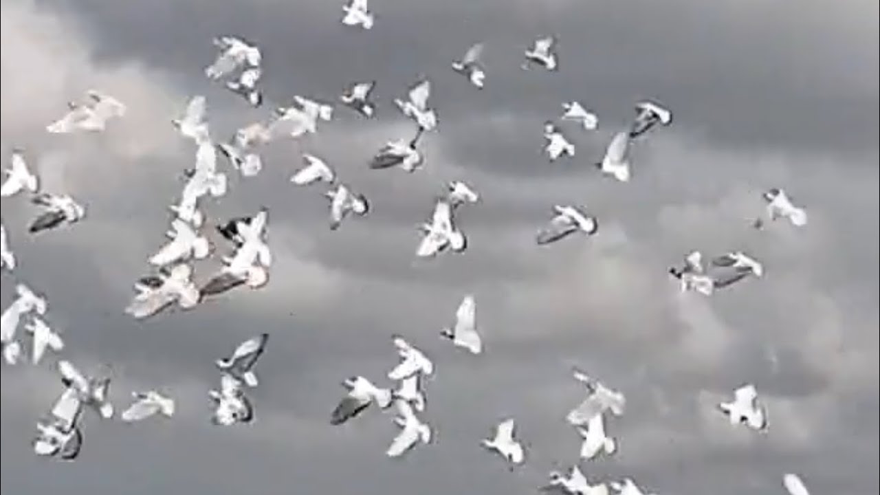 اكبر كشة بواز وشفرات بالعالم ماشاءالله تبارك الله