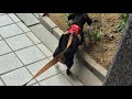 5/19 화요일 활짝 웃어요~♡@하루코스모스