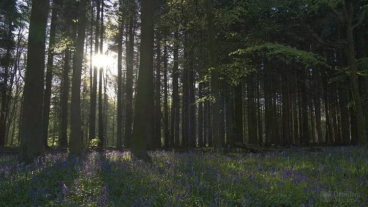 4K HDR Bluebell Woods   English Forest   Birds Singing   No Loop   Relaxing Nature Video & Sounds