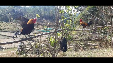 qaib ncuav noob qaib tuaj qua zoo heev 14/2/2022