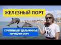 Железный порт 2021: Холодное море, приплыли дельфины! Видео с дрона
