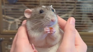 POV you are holding a dumbo rat who is having a snack